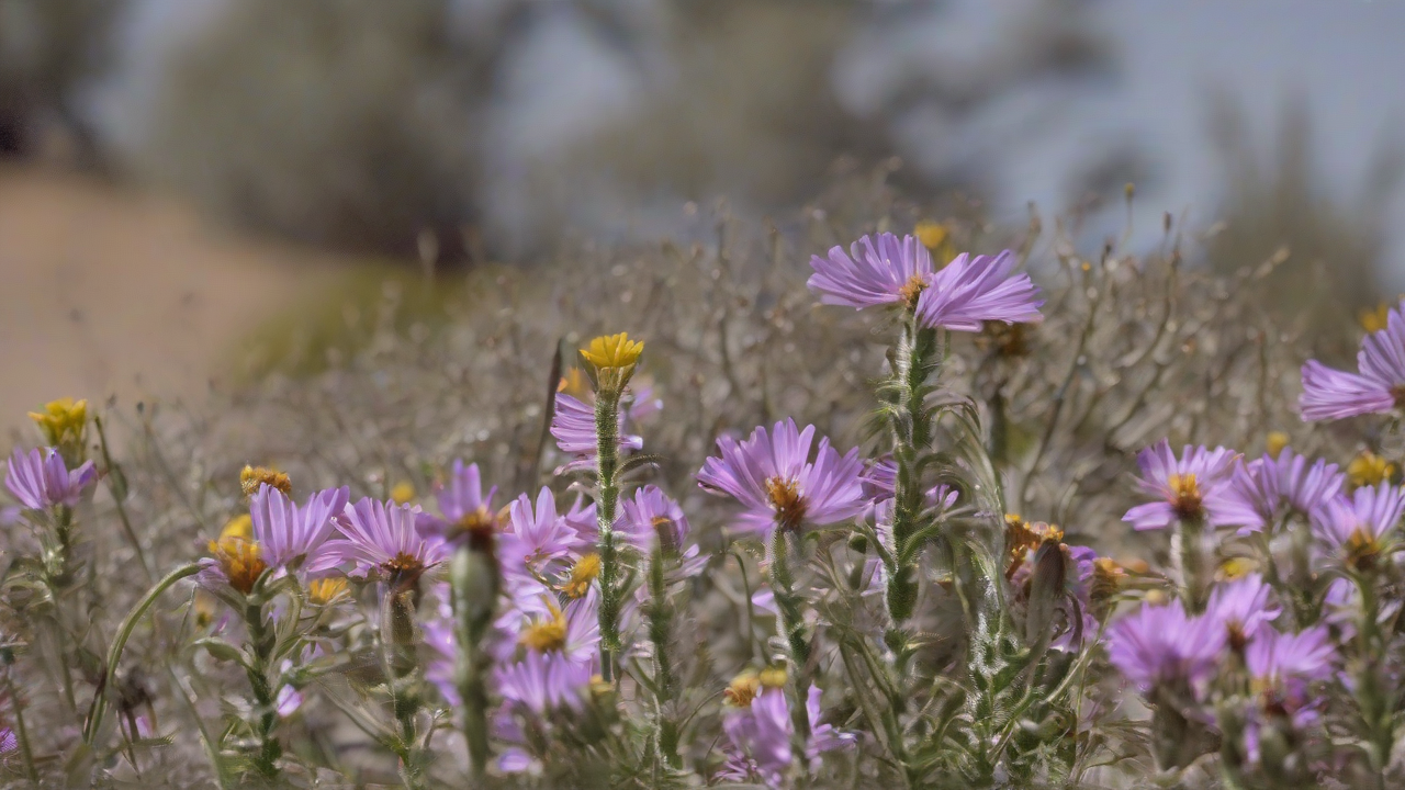 Wildflower thrives in California megadrought